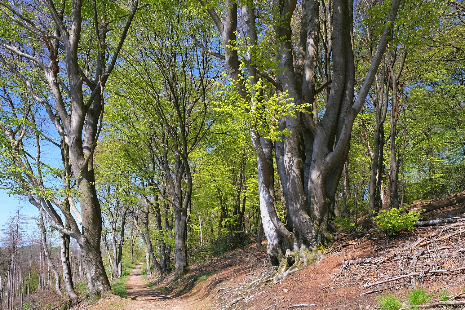 Der Frühling hält Einzug