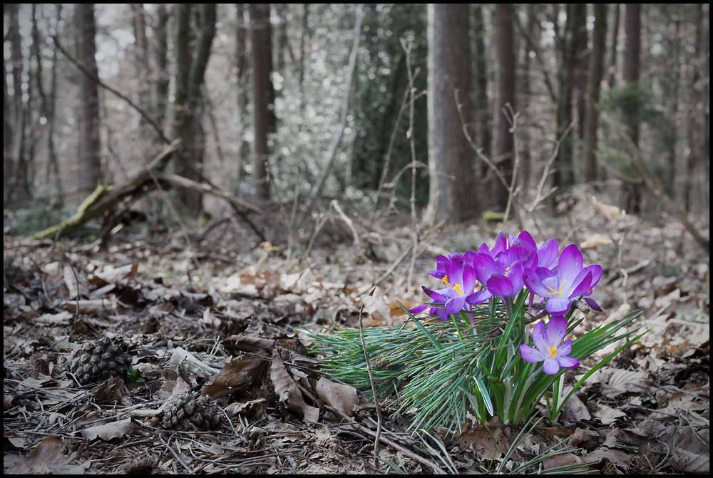 Der Frühling hält Einzug im Wald