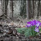 Der Frühling hält Einzug im Wald