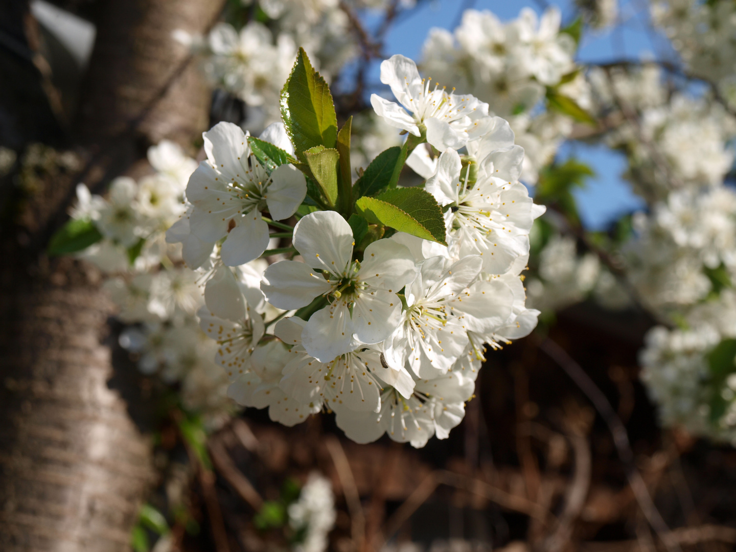 Der Frühling hält endlich Einzug