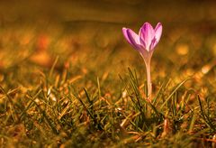 Der Frühling hält im Winter Einzug.. II