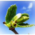 Der Frühling hat auch den Norden voll erwischt