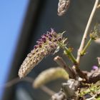 Der Frühling hat begonnen