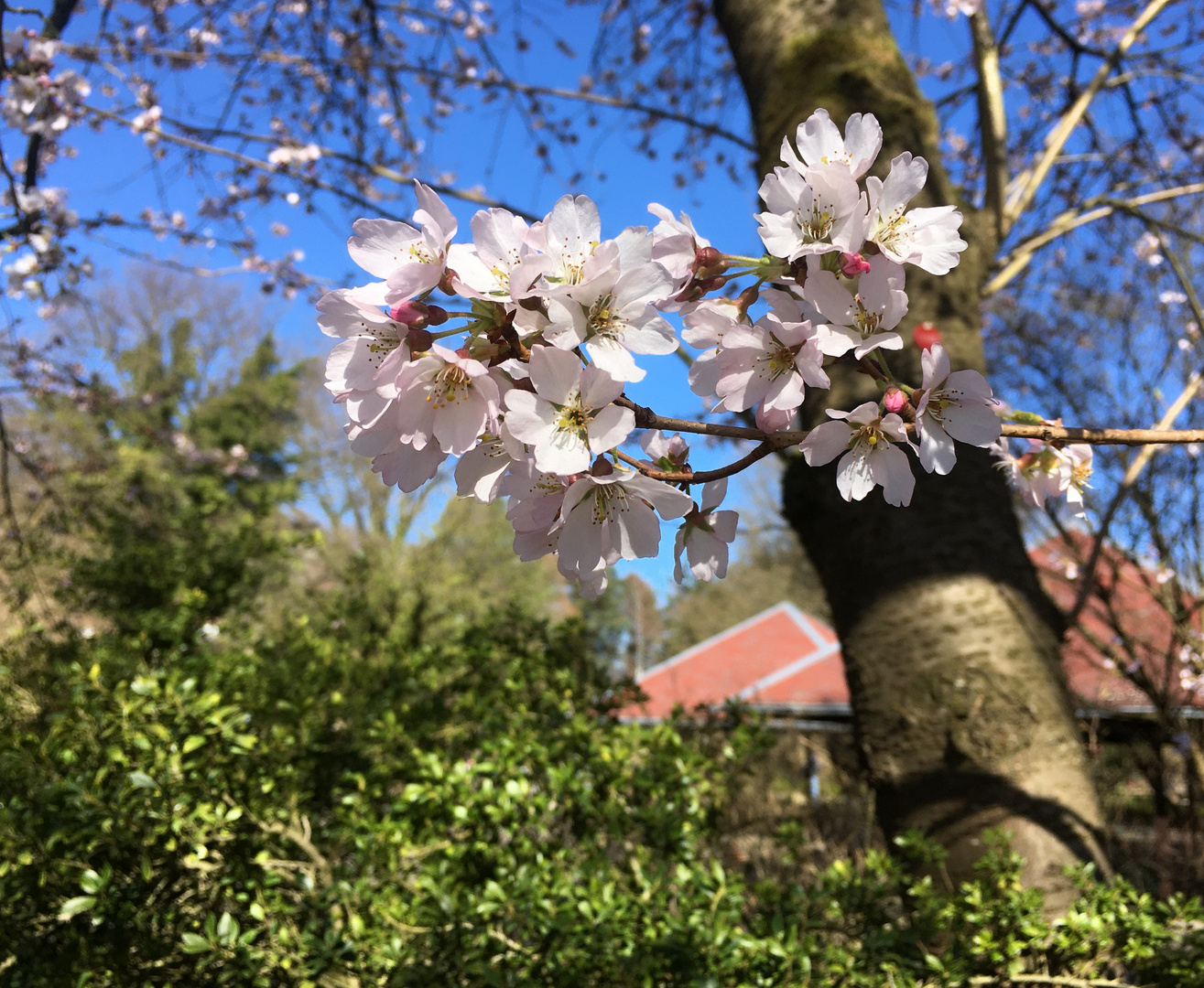 der Frühling hat begonnen