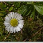 Der Frühling hat begonnen und..................