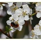 Der Frühling hat Besuch