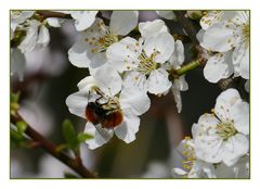 Der Frühling hat Besuch