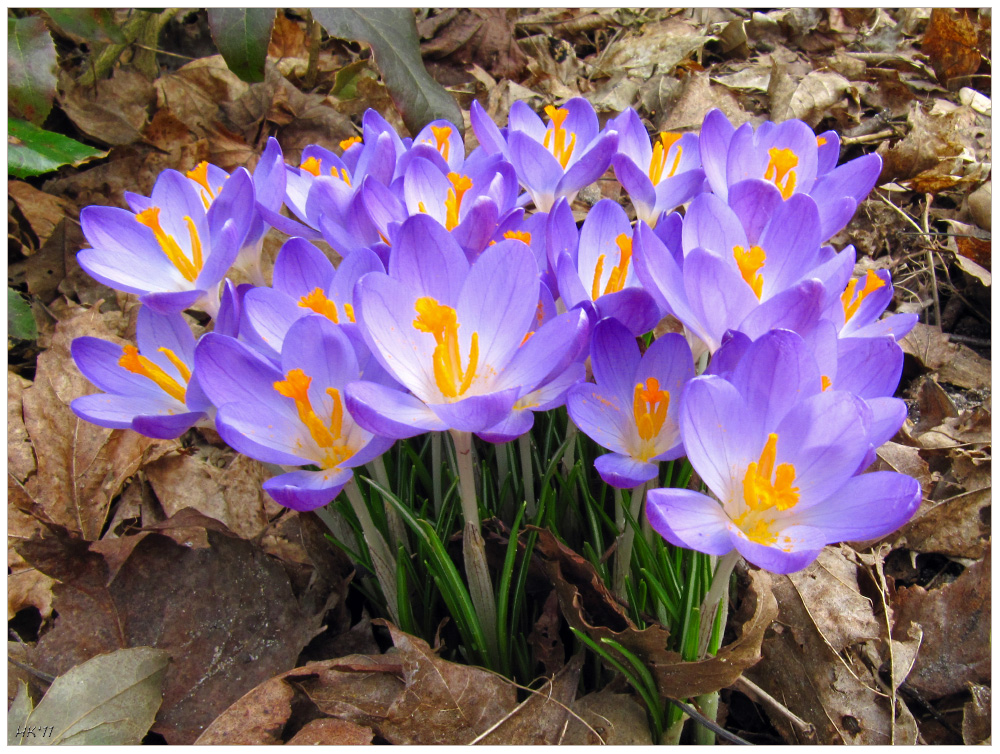 Der Frühling hat das Herbstlaub verdrängt