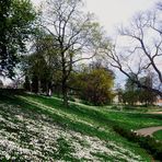 Der Frühling hat Einkehr gehalten im Rosensteinpark