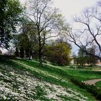 Der Frühling hat Einkehr gehalten im Rosensteinpark