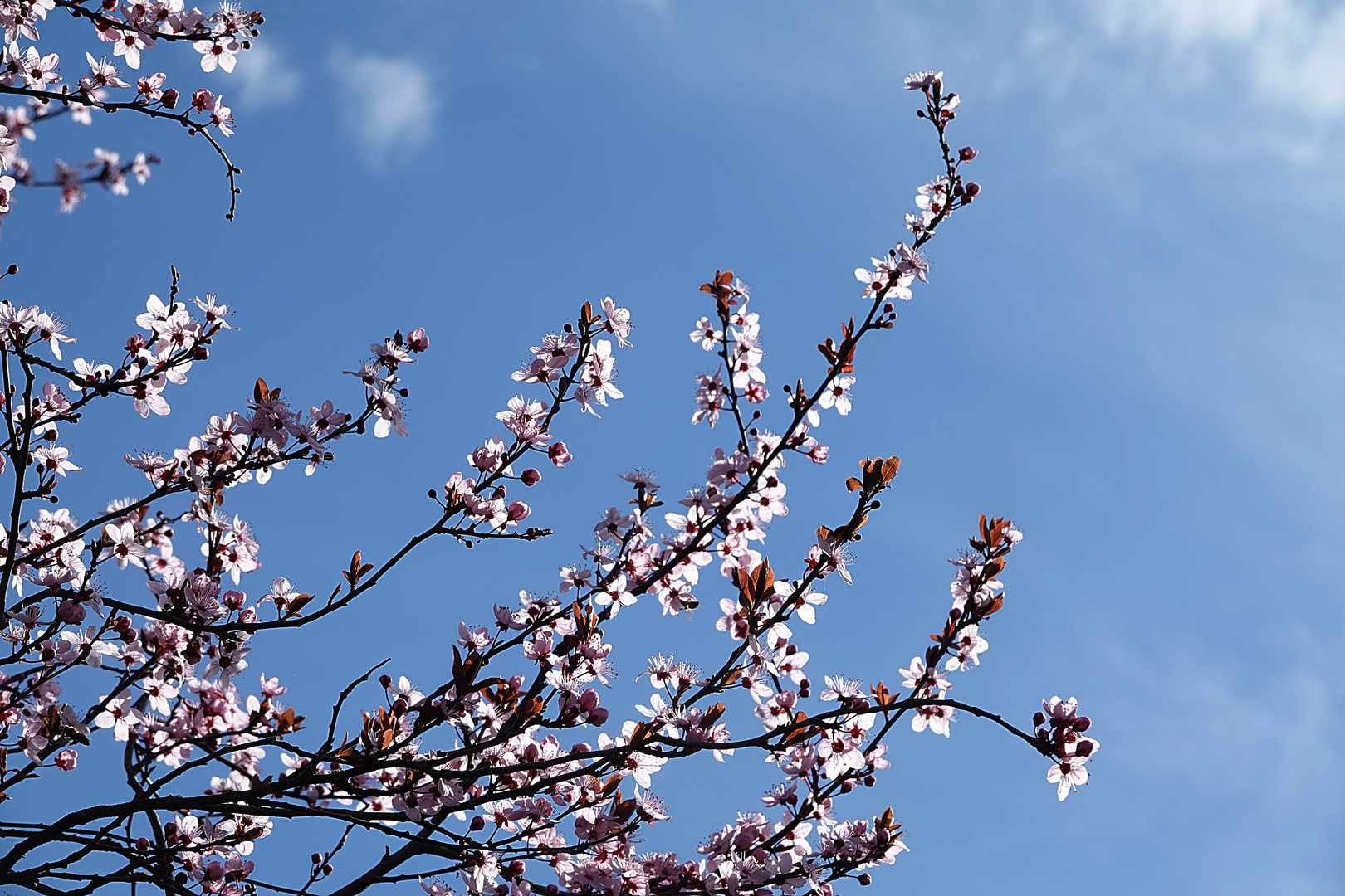 der Frühling hat Einzug gehalten