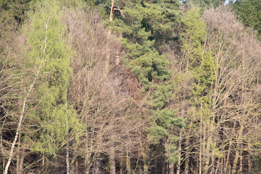 Der Frühling hat gesiegt