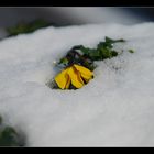 Der Frühling hat keine Chance