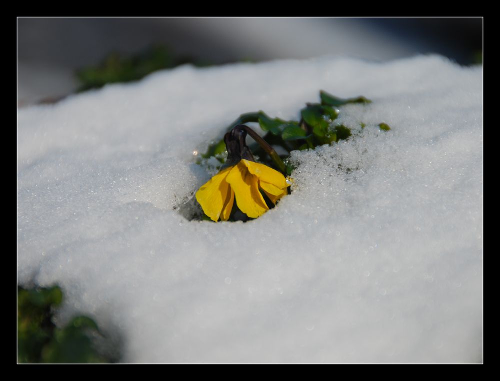 Der Frühling hat keine Chance