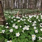 Der Frühling hat nicht abgesagt