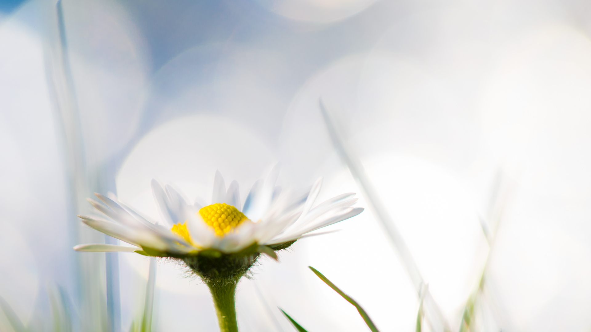 Der Frühling hat schon mal einen Anfang gemacht...