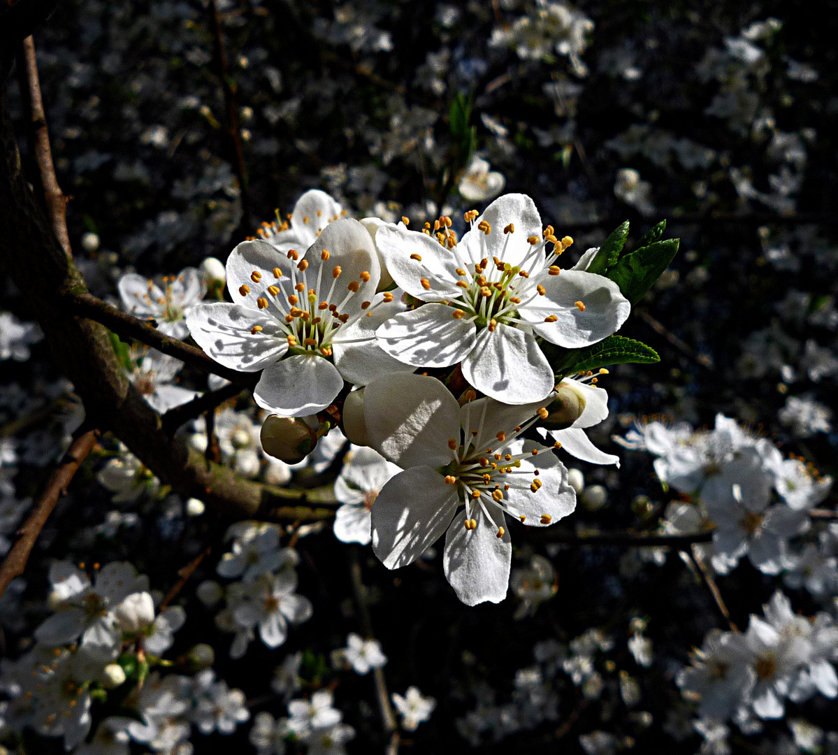 DER FRÜHLING HAT SICH ANGEMELDET.....