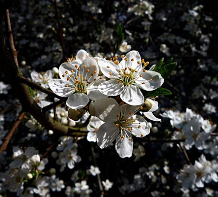 DER FRÜHLING HAT SICH ANGEMELDET.....