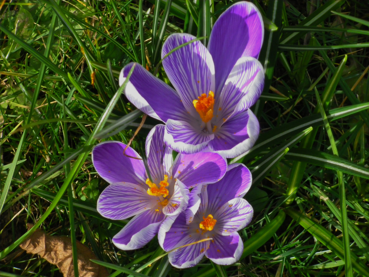 der Frühling hat sich durchgesetzt