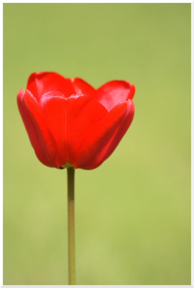 Der Frühling hat sich eingestellt by Vicki Eulenstein