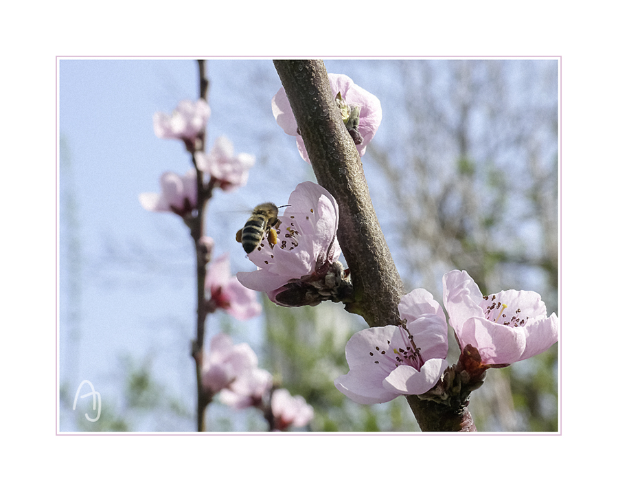 Der Frühling hat sich eingestellt