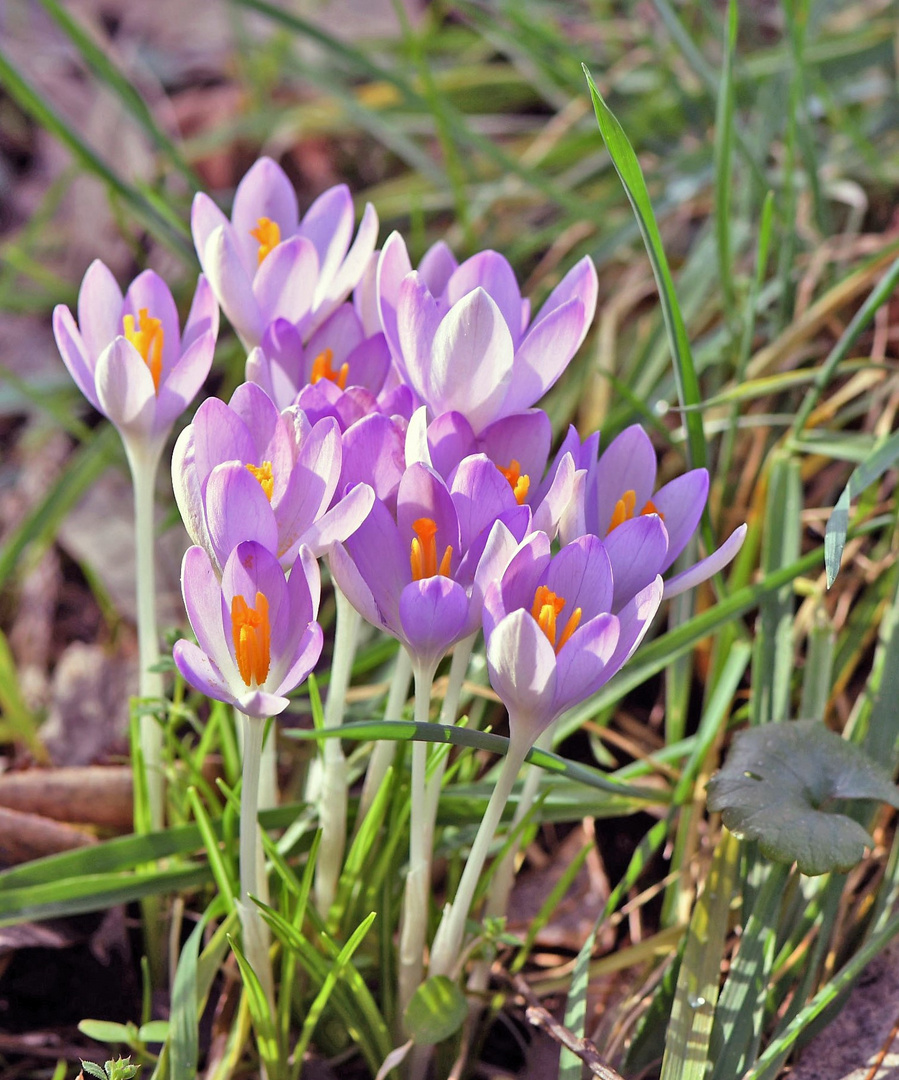 Der Frühling hat sich eingestellt...