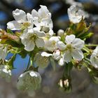 Der Frühling hat sich eingestellt