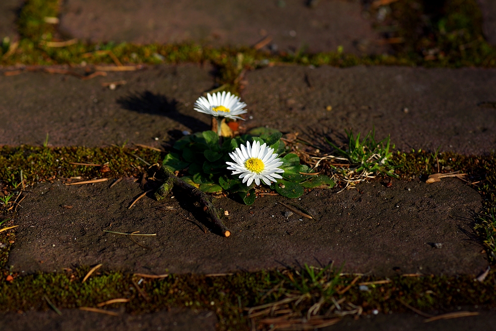 Der Frühling hat sich vorgekämpft...