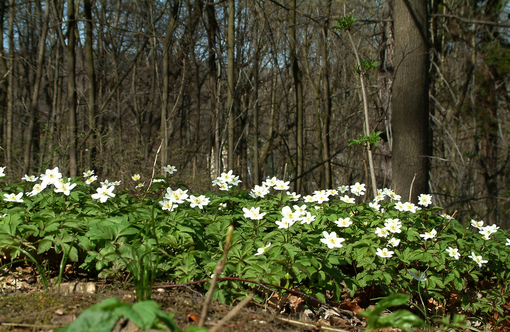 Der Frühling hat`s geschafft