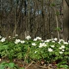 Der Frühling hat`s geschafft