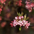 Der Frühling, hier mit rosa Band ...