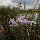 Der Frühling im anmarsch