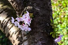 Der Frühling im Anmarsch