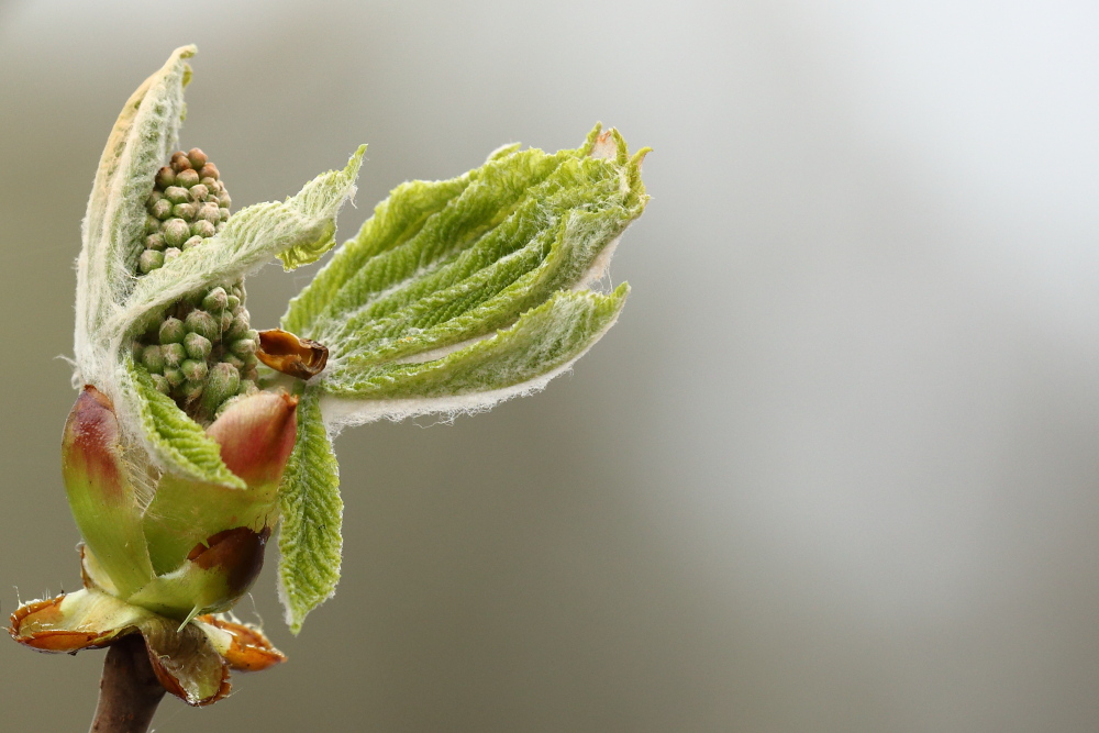 Der Frühling im Anmarsch