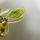 Der Frühling im Anmarsch