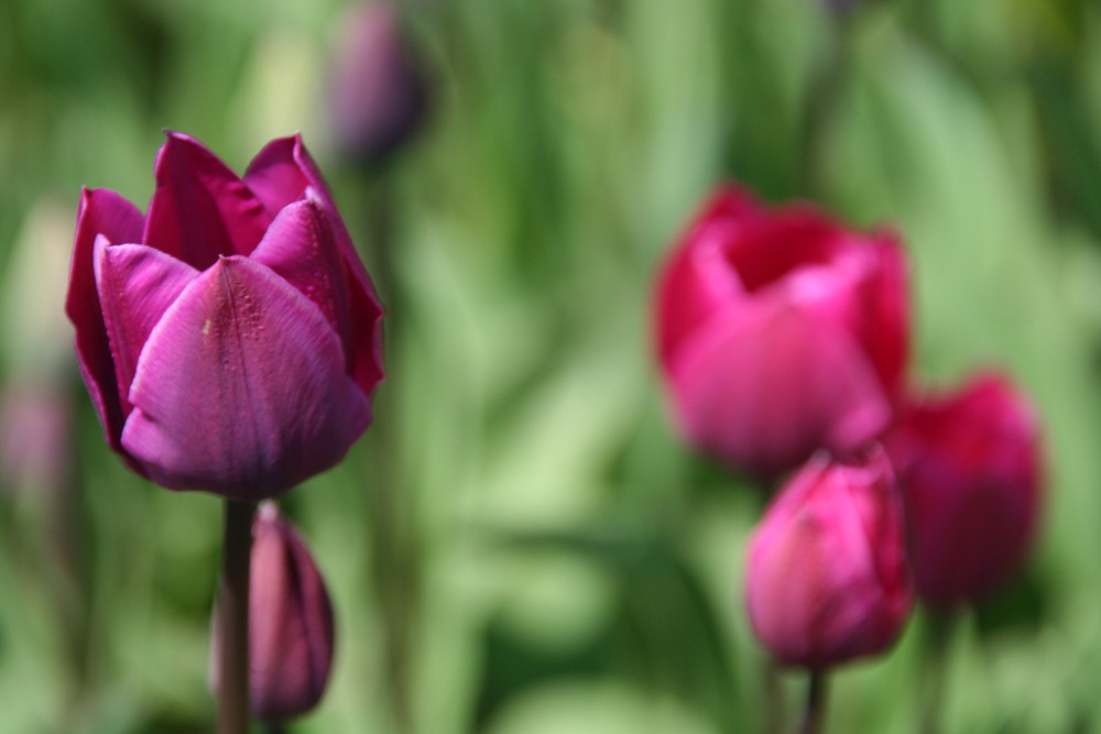 Der Frühling im Fokus