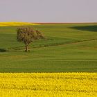 Der Frühling im gelben Trikot