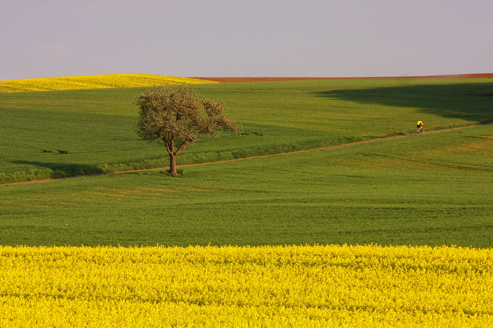 Der Frühling im gelben Trikot