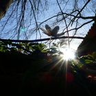 Der Frühling im Harz