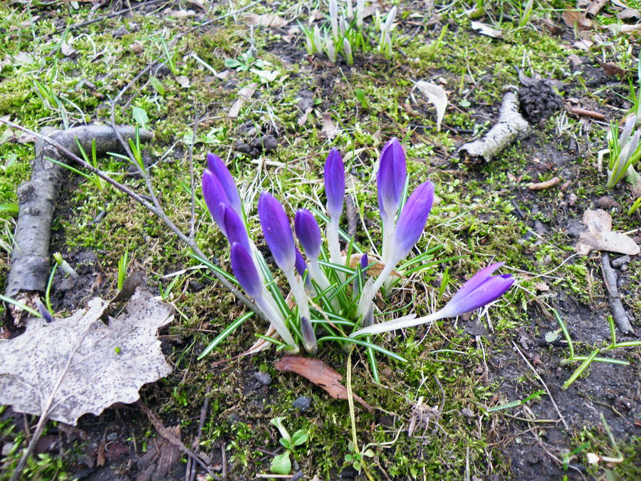 Der Frühling im März