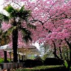 Der Frühling im Merziger Stadtpark ...