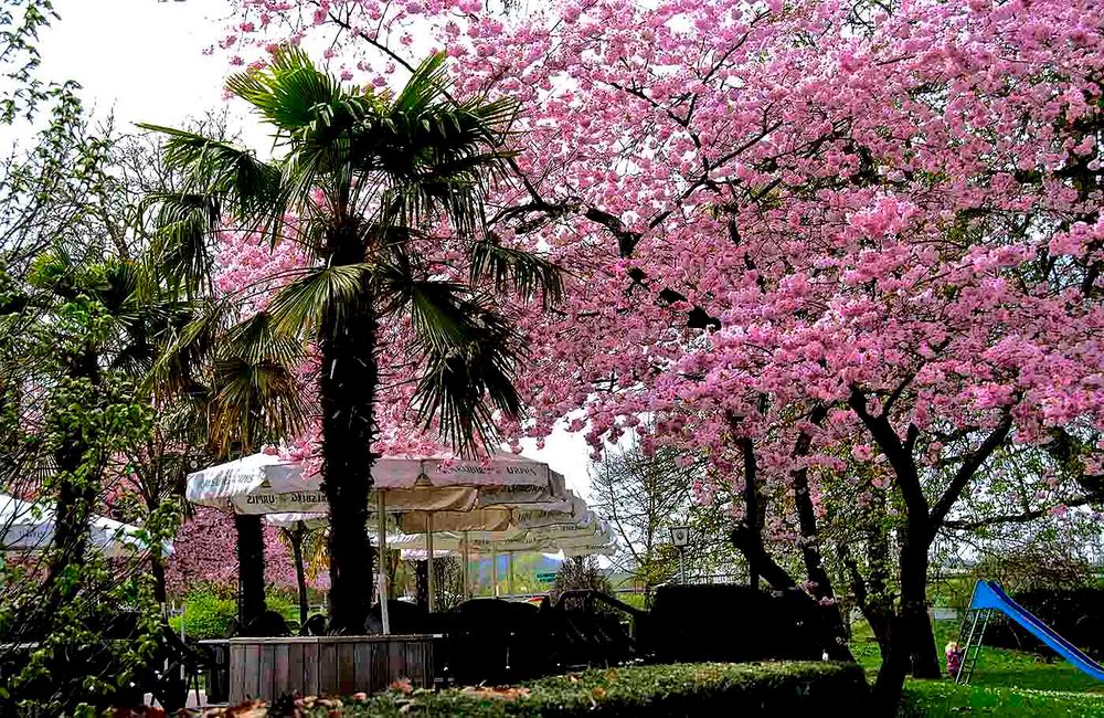 Der Frühling im Merziger Stadtpark ...