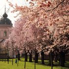 der Frühling im Schloßgarten