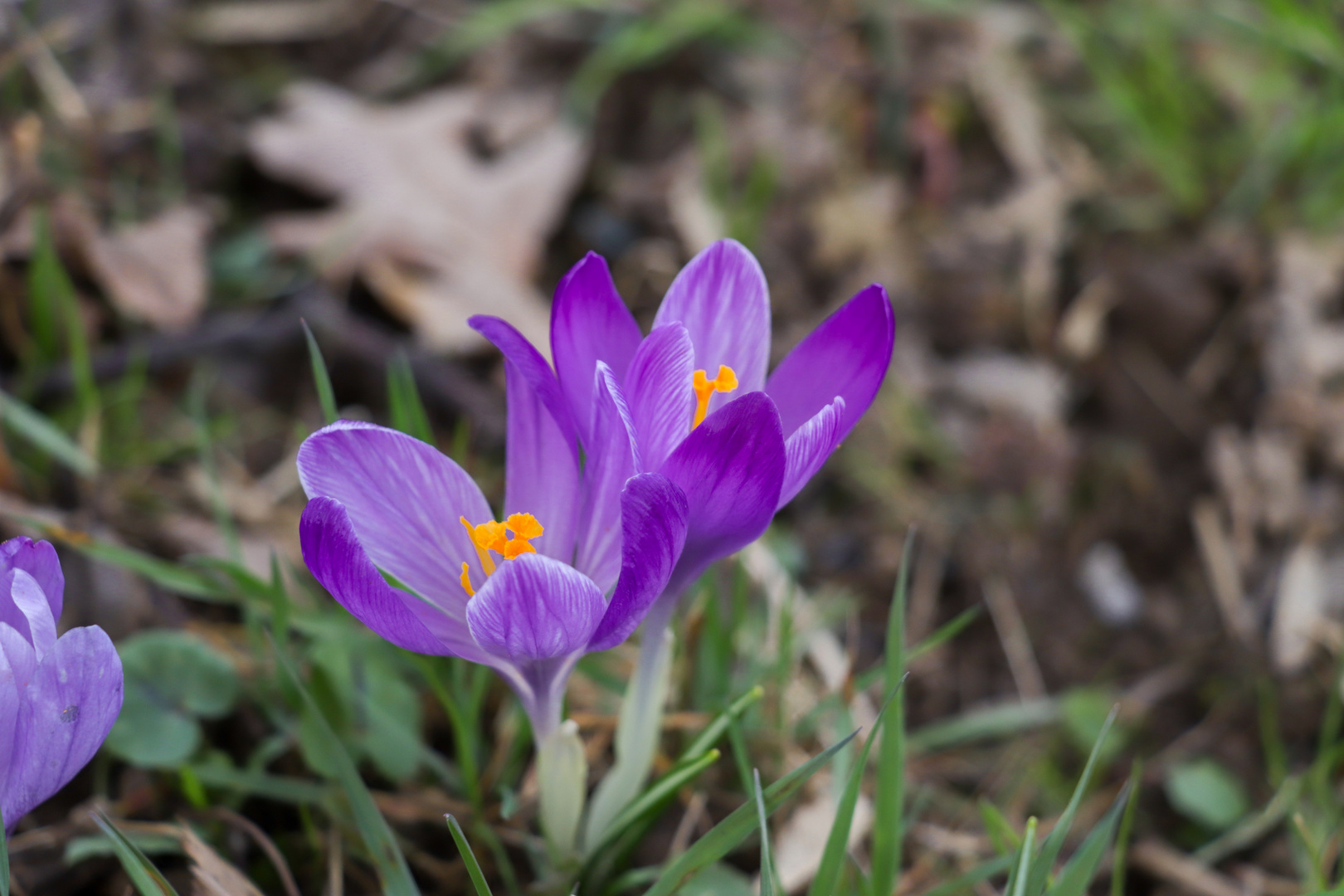 Der Frühling im vollen Gange 