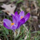 Der Frühling im vollen Gange 