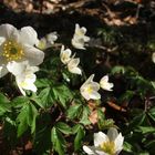 Der Frühling im Wald