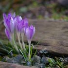 Der Frühling im Winter