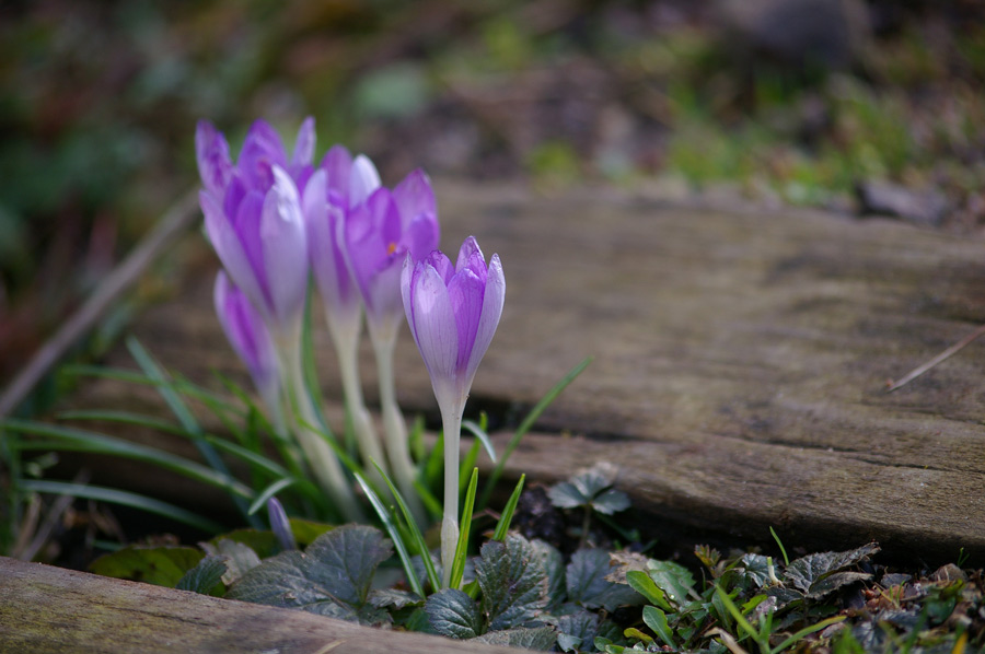 Der Frühling im Winter