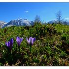 Der Frühling in den Bergen