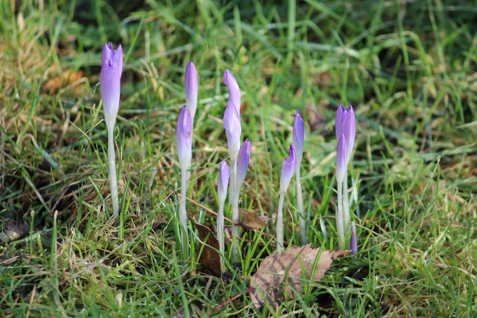 Der Frühling in den Startlöchern